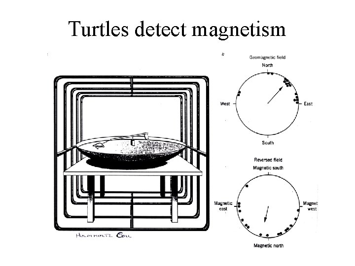 Turtles detect magnetism 
