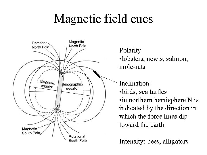 Magnetic field cues Polarity: • lobsters, newts, salmon, mole-rats Inclination: • birds, sea turtles