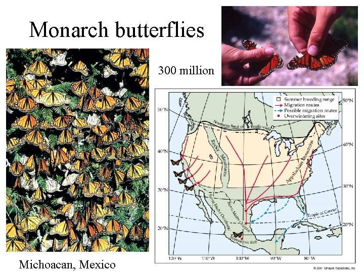 Monarch butterflies 300 million Michoacan, Mexico 