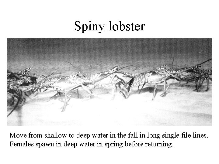 Spiny lobster Move from shallow to deep water in the fall in long single