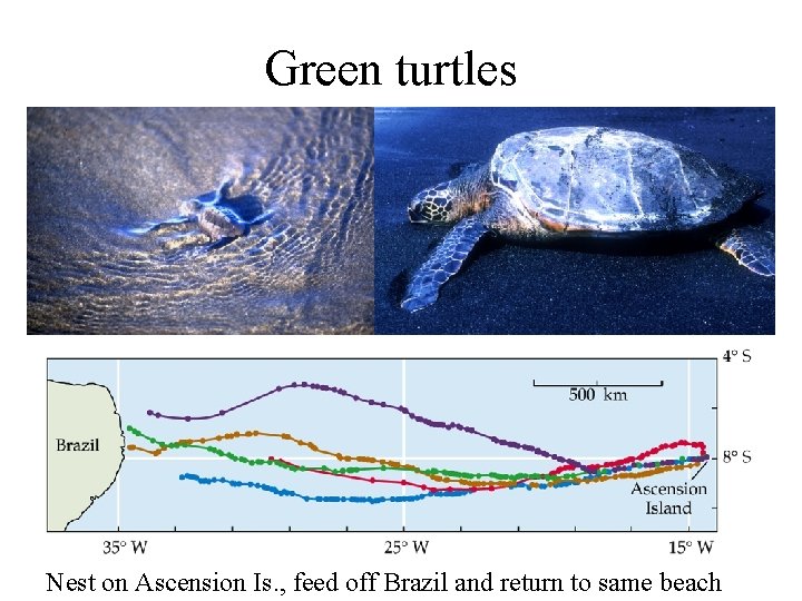 Green turtles Nest on Ascension Is. , feed off Brazil and return to same