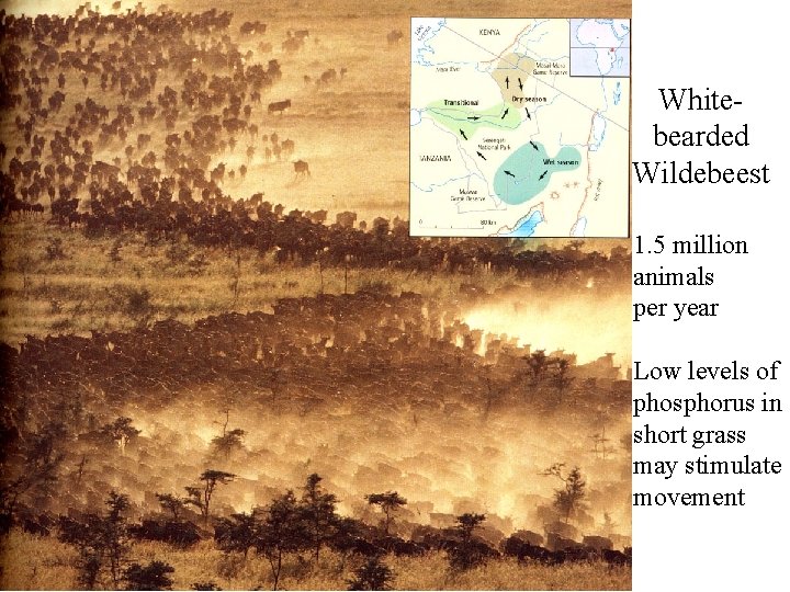 Whitebearded Wildebeest 1. 5 million animals per year Low levels of phosphorus in short