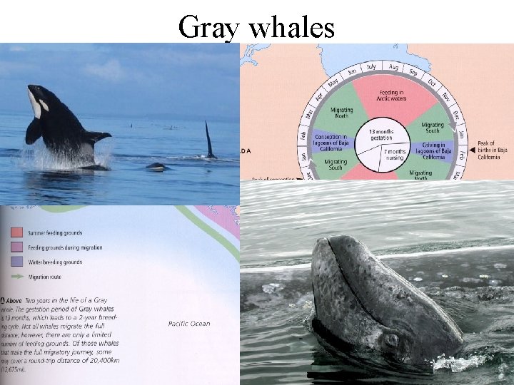 Gray whales 