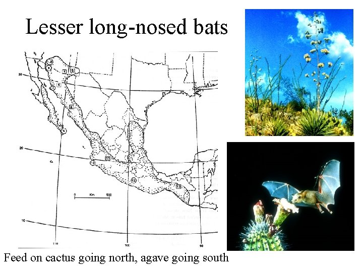 Lesser long-nosed bats Feed on cactus going north, agave going south 