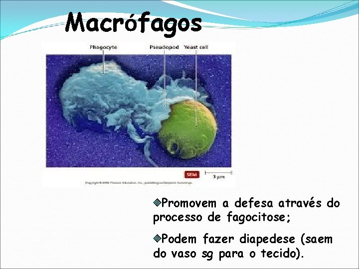 Macrófagos Promovem a defesa através do processo de fagocitose; Podem fazer diapedese (saem do