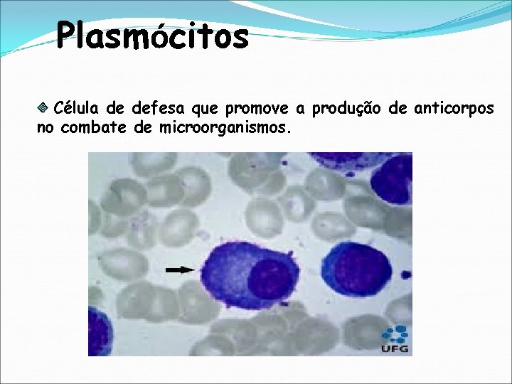 Plasmócitos Célula de defesa que promove a produção de anticorpos no combate de microorganismos.