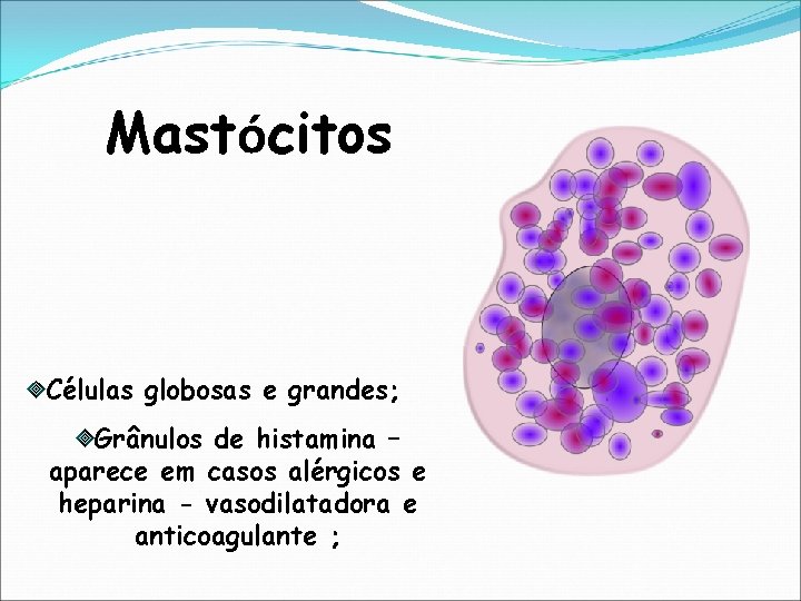 Mastócitos Células globosas e grandes; Grânulos de histamina – aparece em casos alérgicos e