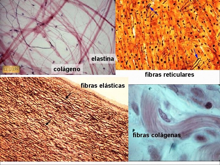 elastina colágeno fibras reticulares fibras elásticas fibras colágenas 
