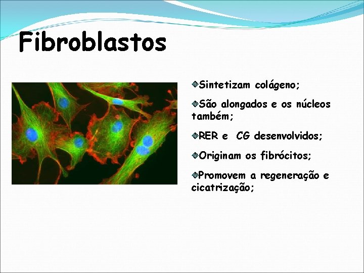 Fibroblastos Sintetizam colágeno; São alongados e os núcleos também; RER e CG desenvolvidos; Originam