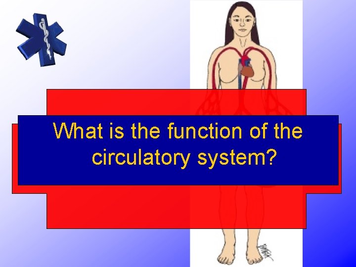 What is the function of the circulatory system? 