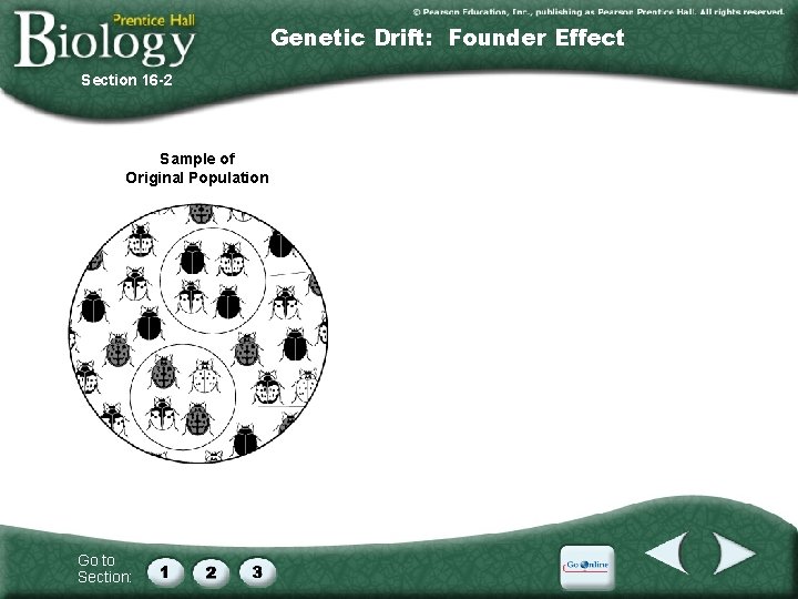 Genetic Drift: Founder Effect Section 16 -2 Sample of Original Population Descendants Founding Population