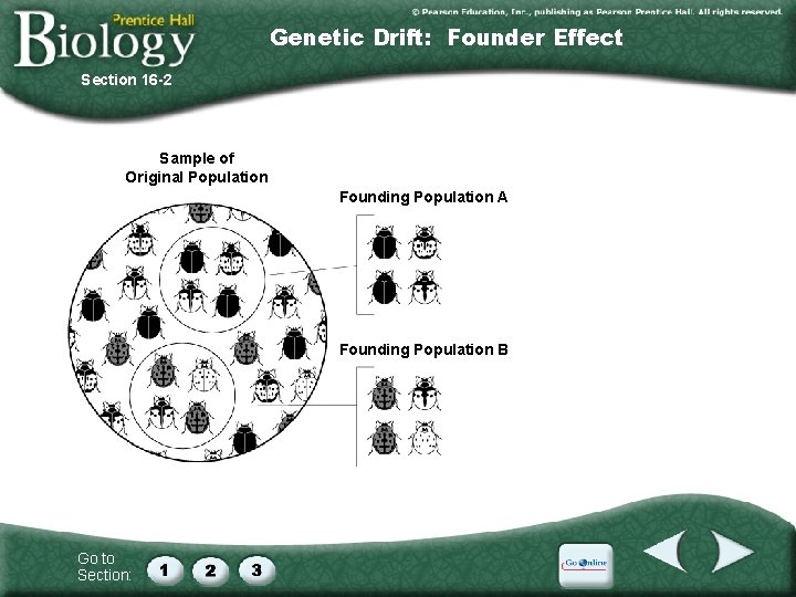 Genetic Drift: Founder Effect Section 16 -2 Sample of Original Population Descendants Founding Population
