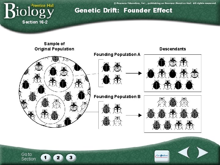 Genetic Drift: Founder Effect Section 16 -2 Sample of Original Population Descendants Founding Population