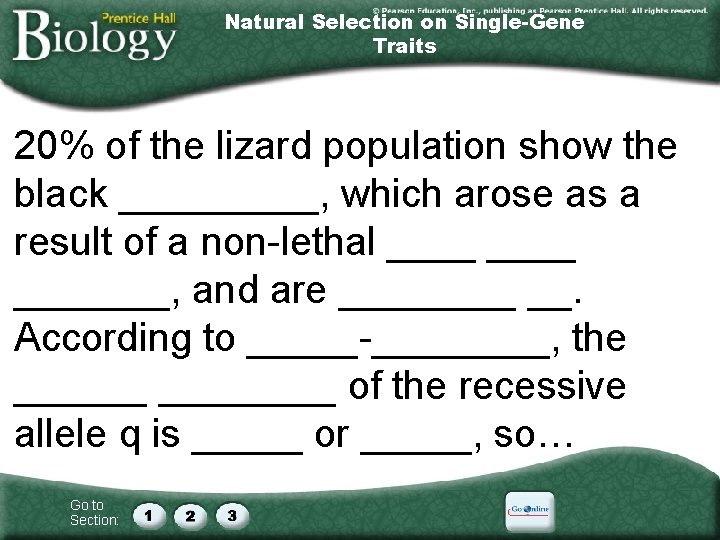 Natural Selection on Single-Gene Traits 20% of the lizard population show the black _____,