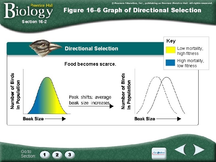 Figure 16– 6 Graph of Directional Selection Section 16 -2 Key Directional Selection Food