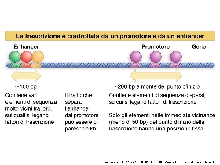 Watson et al. , BIOLOGIA MOLECOLARE DEL GENE, Zanichelli editore S. p. A. Copyright