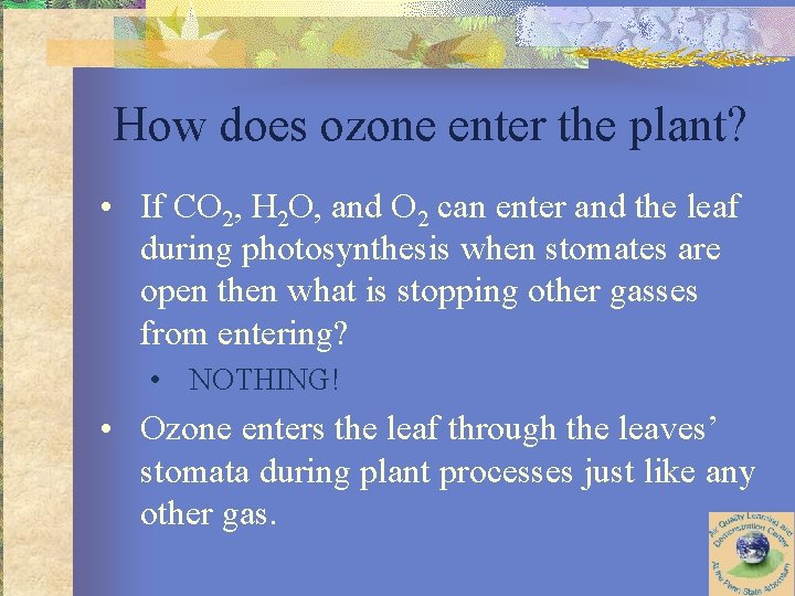 How does ozone enter the plant? • If CO 2, H 2 O, and