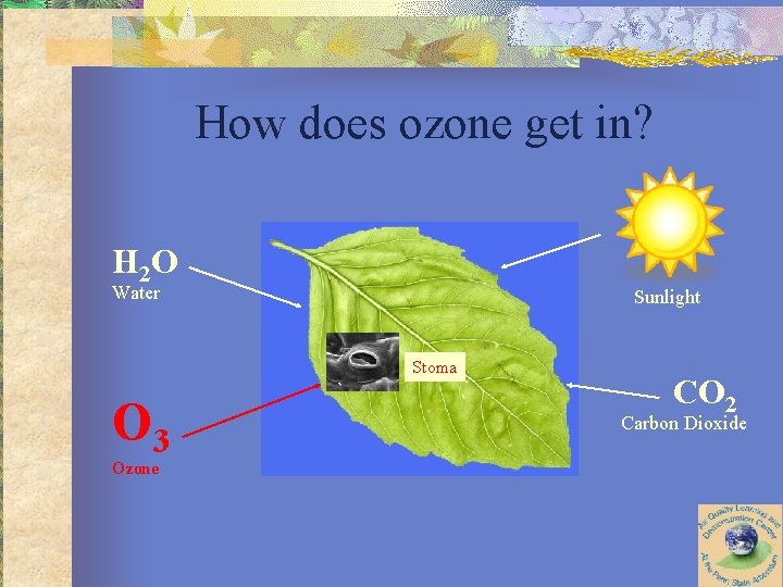 How does ozone get in? H 2 O Water Sunlight Stoma O 3 Ozone