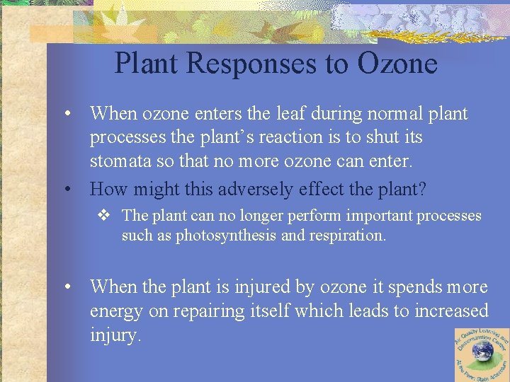 Plant Responses to Ozone • When ozone enters the leaf during normal plant processes