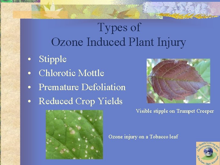 Types of Ozone Induced Plant Injury • • Stipple Chlorotic Mottle Premature Defoliation Reduced