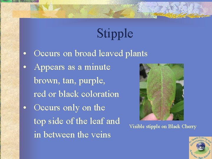 Stipple • Occurs on broad leaved plants • Appears as a minute brown, tan,