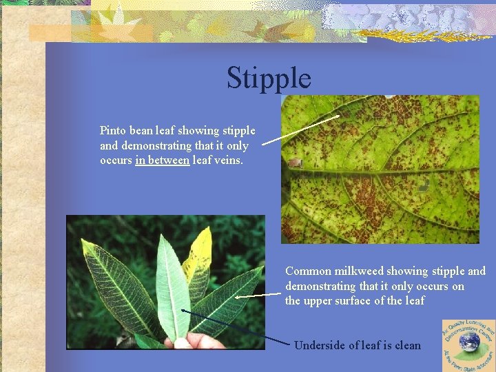 Stipple Pinto bean leaf showing stipple and demonstrating that it only occurs in between