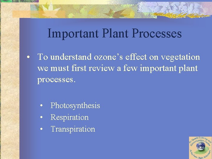 Important Plant Processes • To understand ozone’s effect on vegetation we must first review