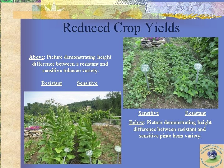 Reduced Crop Yields Above: Picture demonstrating height difference between a resistant and sensitive tobacco