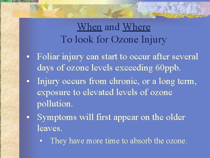 When and Where To look for Ozone Injury • Foliar injury can start to