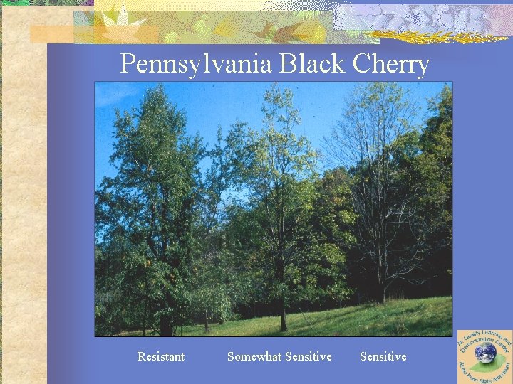 Pennsylvania Black Cherry Resistant Somewhat Sensitive 