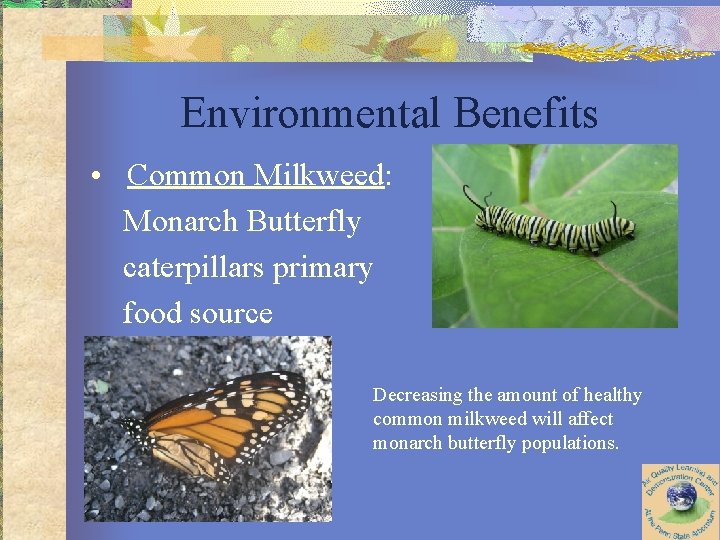Environmental Benefits • Common Milkweed: Monarch Butterfly caterpillars primary food source Decreasing the amount