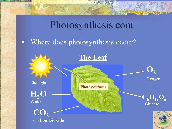 Photosynthesis cont. • Where does photosynthesis occur? The Leaf O 2 Sunlight H 2