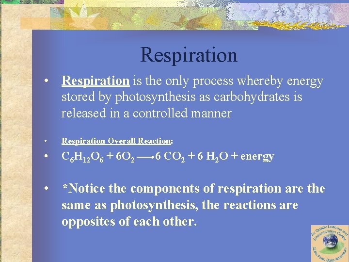 Respiration • Respiration is the only process whereby energy stored by photosynthesis as carbohydrates