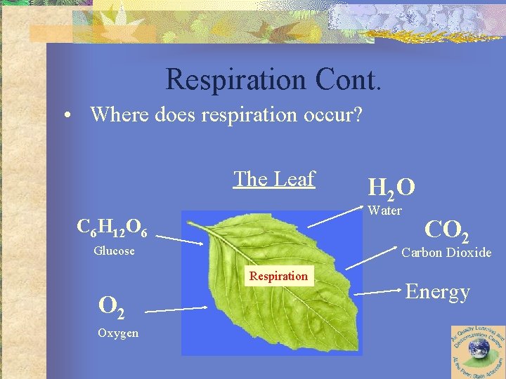 Respiration Cont. • Where does respiration occur? The Leaf Water C 6 H 12