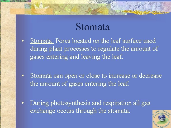 Stomata • Stomata: Pores located on the leaf surface used during plant processes to