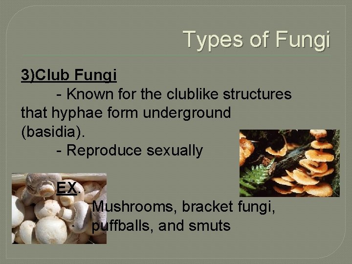 Kingdom Fungi Characteristics Eukaryotic enclosed nucleus and organelles