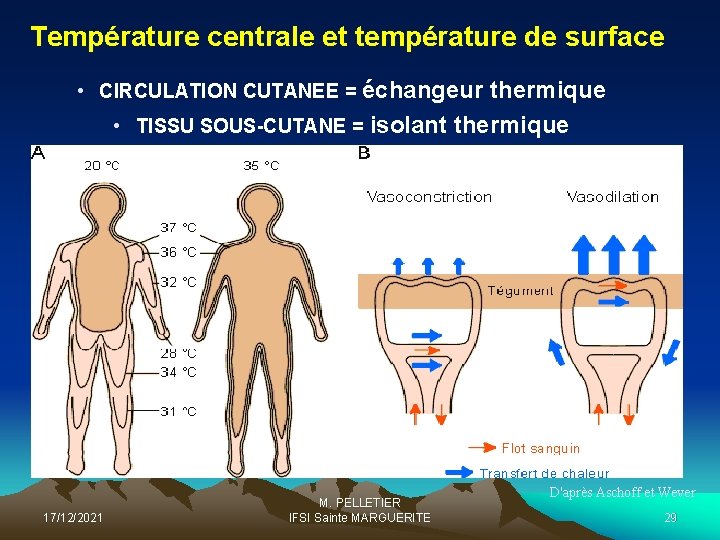 Température centrale et température de surface • CIRCULATION CUTANEE = échangeur thermique • TISSU