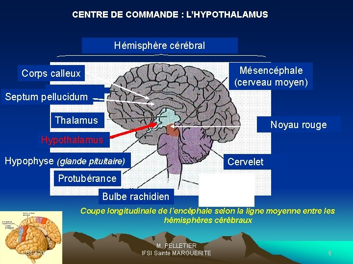 CENTRE DE COMMANDE : L’HYPOTHALAMUS Hémisphère cérébral Mésencéphale (cerveau moyen) Corps calleux Septum pellucidum