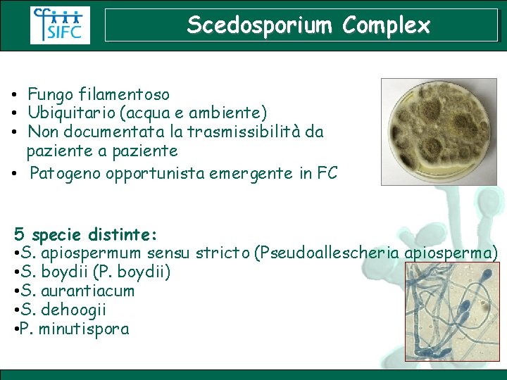 Scedosporium Complex • Fungo filamentoso • Ubiquitario (acqua e ambiente) • Non documentata la