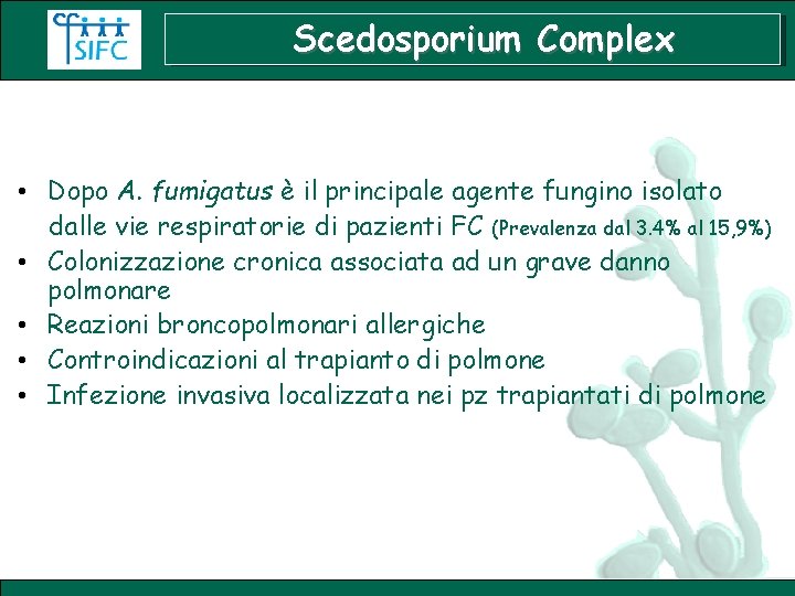 Scedosporium Complex • Dopo A. fumigatus è il principale agente fungino isolato dalle vie