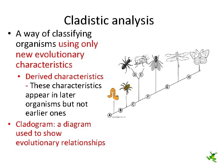 Cladistic analysis • A way of classifying organisms using only new evolutionary characteristics •
