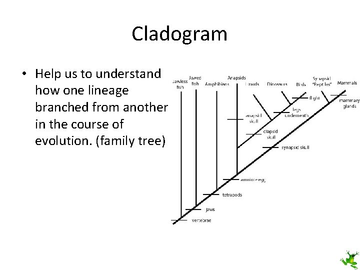 Cladogram • Help us to understand how one lineage branched from another in the