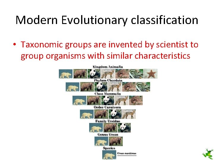 Modern Evolutionary classification • Taxonomic groups are invented by scientist to group organisms with