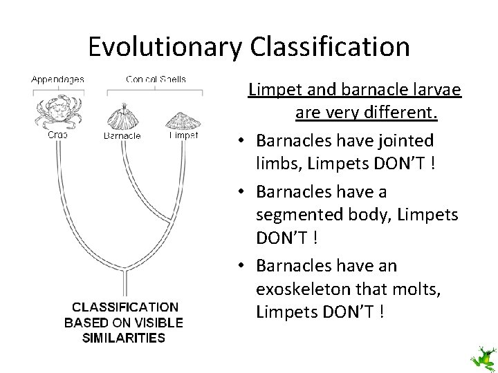 Evolutionary Classification Limpet and barnacle larvae are very different. • Barnacles have jointed limbs,