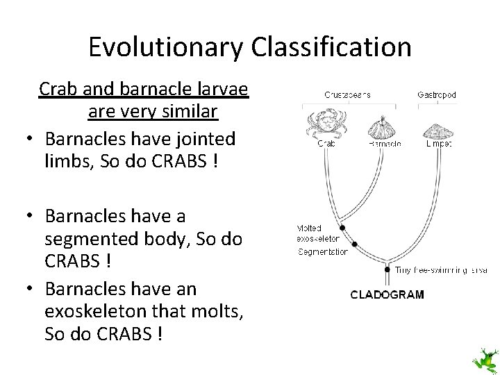 Evolutionary Classification Crab and barnacle larvae are very similar • Barnacles have jointed limbs,