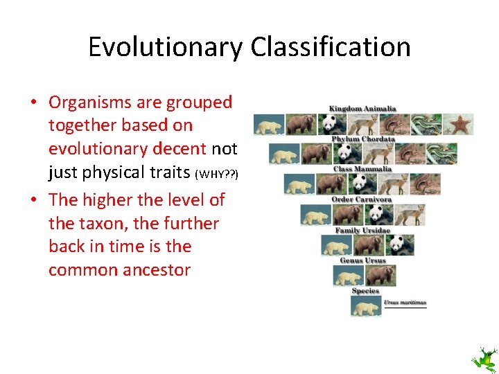 Evolutionary Classification • Organisms are grouped together based on evolutionary decent not just physical