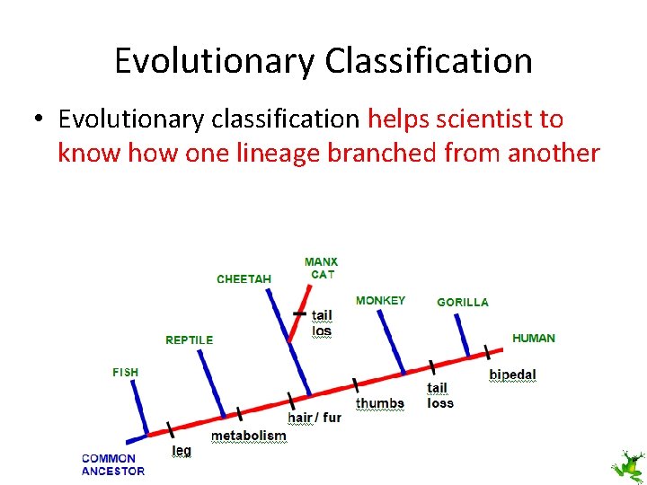Evolutionary Classification • Evolutionary classification helps scientist to know how one lineage branched from