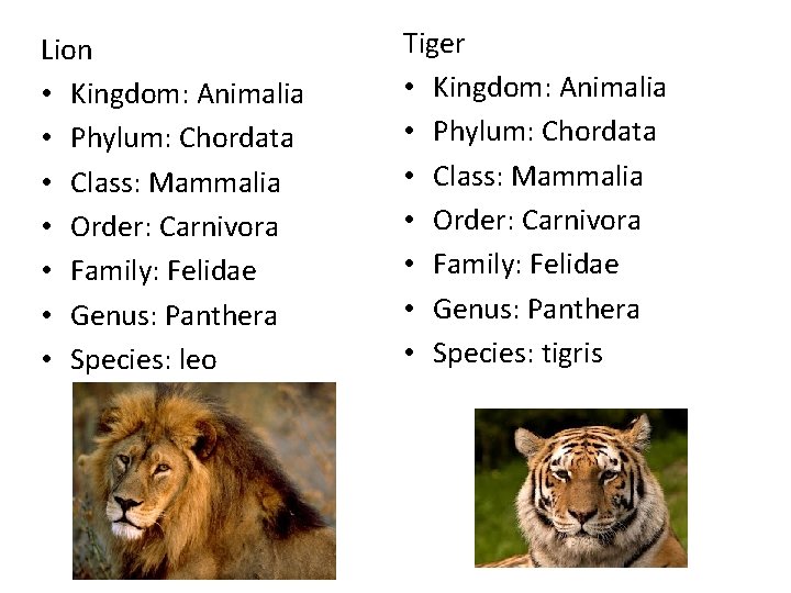 Lion • Kingdom: Animalia • Phylum: Chordata • Class: Mammalia • Order: Carnivora •