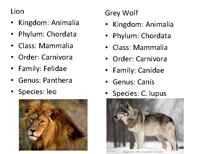 Lion • Kingdom: Animalia • Phylum: Chordata • Class: Mammalia • Order: Carnivora •