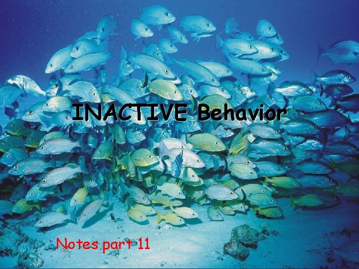 INACTIVE Behavior Notes part 11 